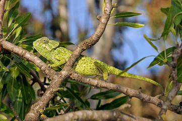 Mediterranean chameleon (Chamaeleo chamaeleon) climbing in an almond tree - Murcia, Spain / Europäisches Chamäleon  klettert in einem Mandelbaum - Murcia, Spanien © bennytrapp