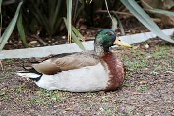 Portrait, Nahaufnahme einer Ente in einem Park