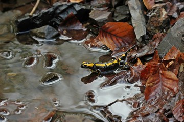 Im Bach sitzender Feuersalamander (Salamandra salamandra) mit Spiegelbild.