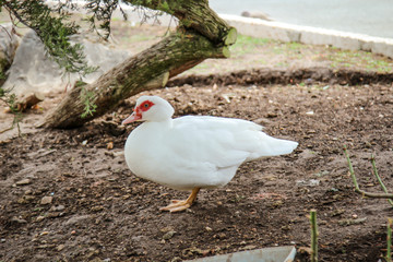 Portrait, Nahaufnahme einer Ente in einem Park