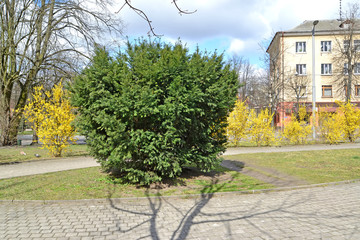 Fototapeta na wymiar The yew berry against the background of flowering bushes forzia European in the city square. Kaliningrad
