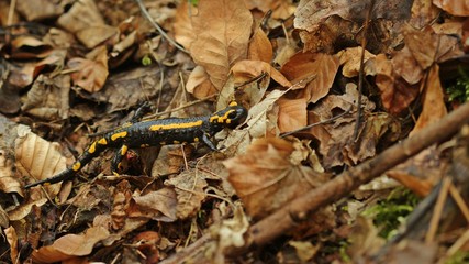 Feuersalamander (Salamandra salamandra) im Nationalpark Kellerwald.