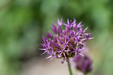Allium