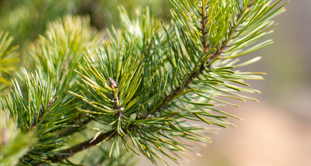 Young branches of pine conifer in spring morning in the sun