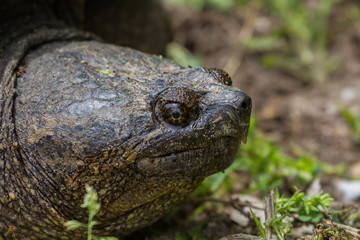 Head shot portratit of a large snapping turtle. 