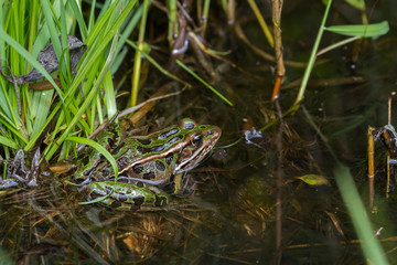 Northern leopard frog sitting in the shallow water of a pond. 