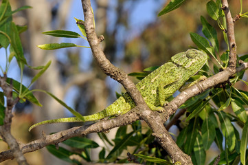 Camaleón (Chamaeleo chamaeleon) trepando en un almendro / Europäisches Chamäleon (Chamaeleo...