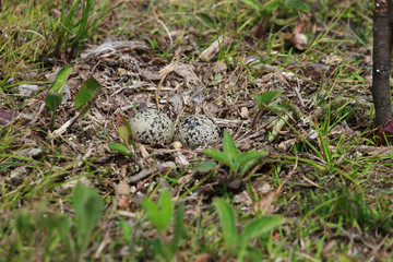 Two killdeer eggs sitting in a nest on the ground. 