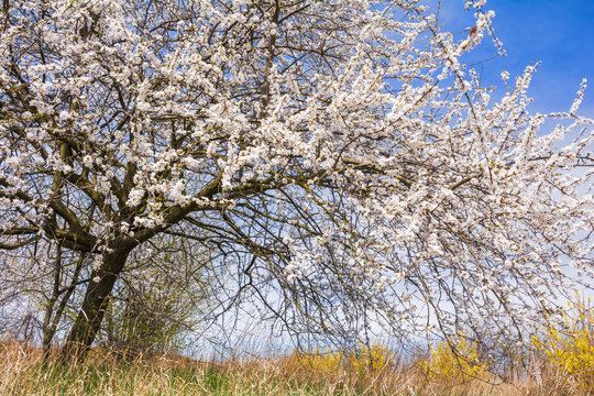 Prunus cerasifera. Fruit tree with white spring blossom in the garden