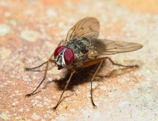 Closeup of a Newly Hatched House Fly on a Brick Wall