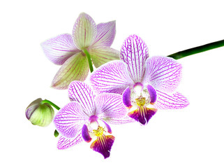 A Focus Stacked Image of Purple and White Orchids Isolated on White