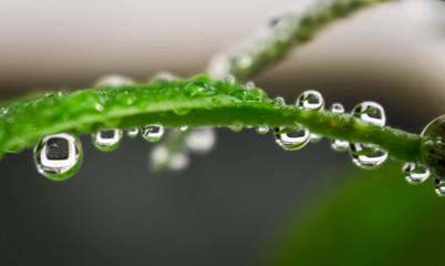 drops of water on the plant. The reflection of a clock in the drop of water