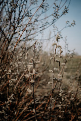 Spring willow seals on branches