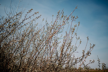 Spring willow seals on branches