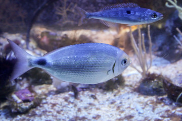Fische im Riff und ihrer natürlichen Umgebung