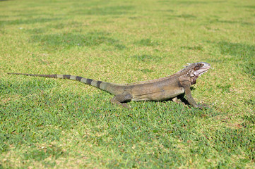 The brown iguana stands on freshly mowed grass and looks into the distance.
