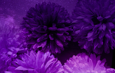 Beautiful abstract color blue and purple flowers on black background and pink graphic pink flower frame and pink leaves texture, purple background, colorful graphics banner