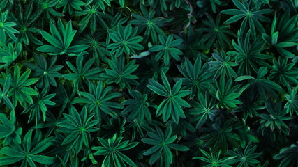 Beautiful, green and dark green patterned leaves of herbaceous plants, growing densely, creating a beautiful natural, textural background. The view from the top.