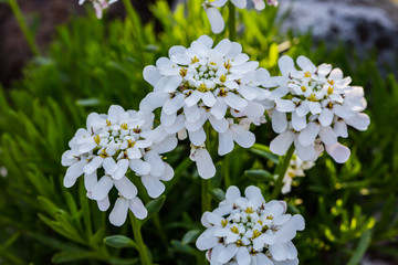 Spring flowers. Spring background. Close up of tender white candytuft iberis on nature background
