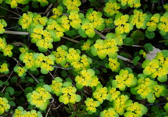 Beautiful floral background of growing small bright yellow flowers and green and light green leaves. The view from the top.