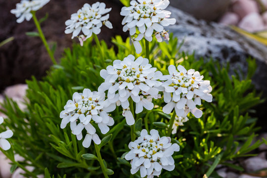 Spring flowers. Spring background. Close up of tender white candytuft iberis on nature background