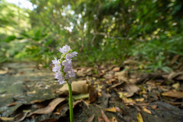 wild flowers in the forest