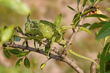 Mediterranean chameleon (Chamaeleo chamaeleon) climbing in an almond tree - Murcia, Spain / Europäisches Chamäleon  klettert in einem Mandelbaum - Murcia, Spanien © bennytrapp