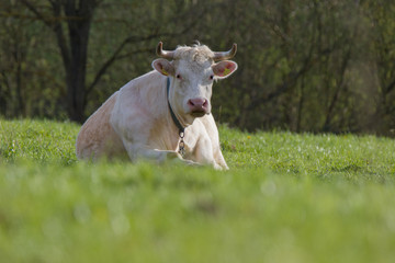 Kuh auf einer Wiese