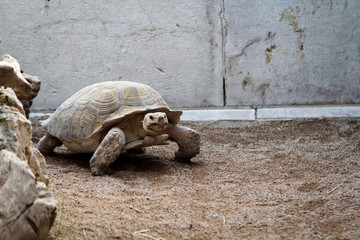 Portrait einer großen Landschildkröte mit ihren robusten Panzer