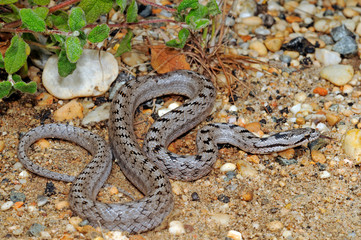 southern smooth snake / 
