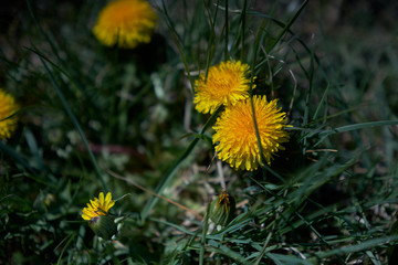 Dandelions. Dark background with dandelions in sunlight.