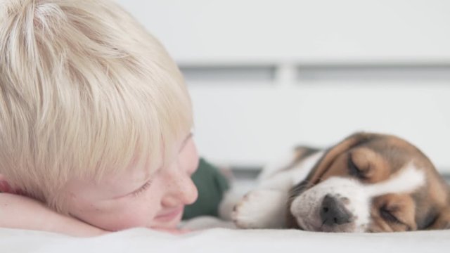 Concept boy and his puppy beagle in bed. 