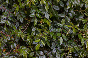 Obraz premium Leaf texture on wall background