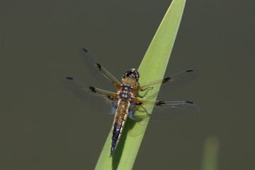 Vierflecklibelle