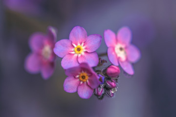 Wildflower Alpine Forget-me-not flower / Myosotis alpestris