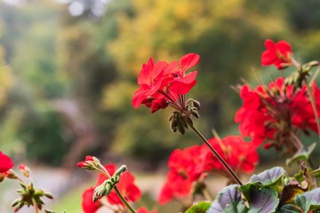 Beautiful red geranium flower