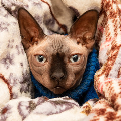 Sphynx cat in a blue knitted sweater wrapped in a blanket. Kotu is cold. Focus and sharpness on a cat's face. Close-up.