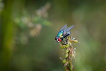Fliege