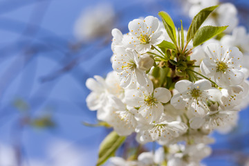The branches of a blossoming tree. Cherry tree in white flowers. Blurring background.