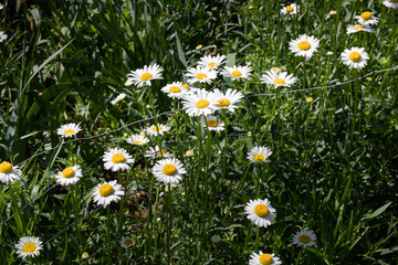 Line of daisies growing alongside wire metal plant support, horizontal aspect