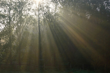 Fototapeta na wymiar Sunbeams in the autumn morning