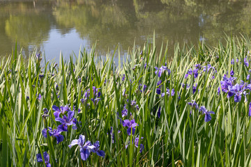 Mass planting of blue purple Siberian iris beside a lake, scenic reflection in water, horizontal aspect
