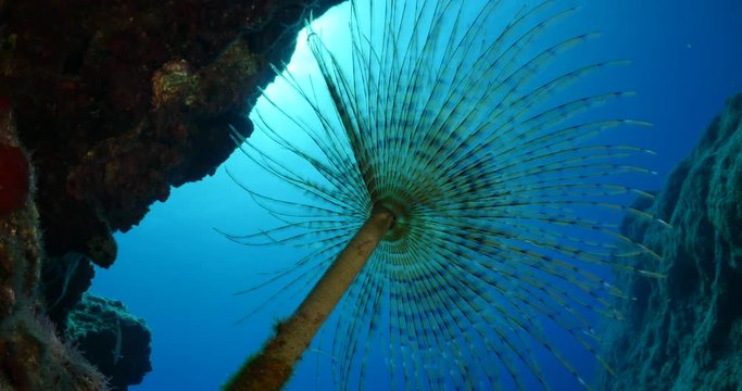 tubeworm underwater move slowly blue background tube worm ocean scenery