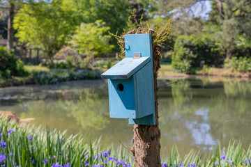 Robins egg blue painted birdhouse beside a pond, spring scenery, bluebird house, horizontal aspect