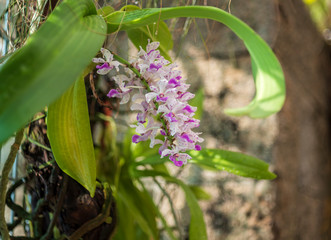 colorful Orchid flower.