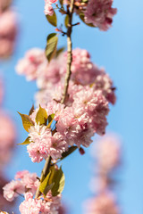Japanische Kirschblüte im Frühling