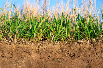 Topsoil of a Cambisol or Inceptisol