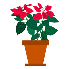 Houseplant Poinsettia in a pot. The plant with red and green leaves for interior decor of home or office. Isolated object. Vector illustration on a white background in the cartoon style.