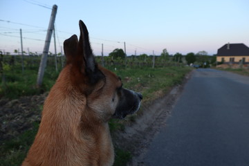 brauner Hund in den Weinbergen