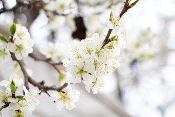 spring cherry blossom